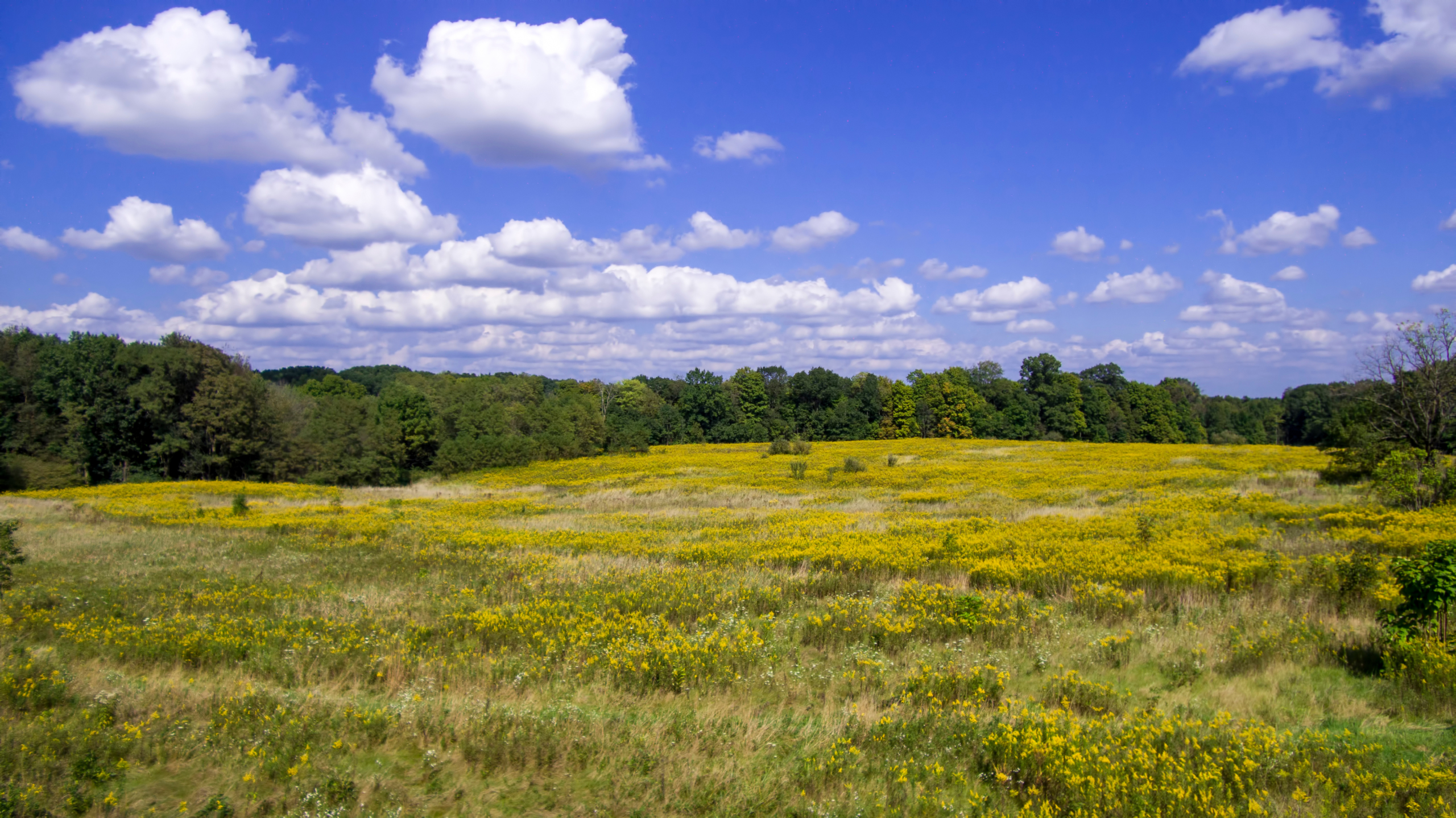 Goldenrod field in Wooster, Ohio.